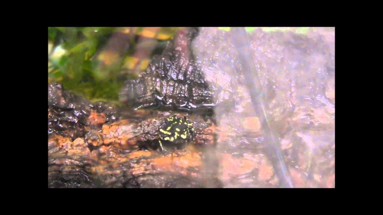 Bumblebee Toads Calling