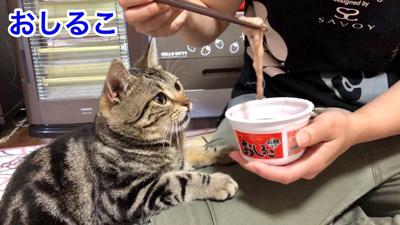 妹のおしるこにお湯を注いだ瞬間覚醒していたずらしに来てしまった猫ｗ
