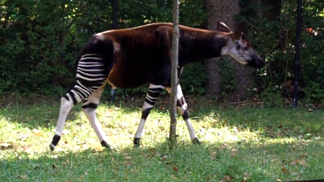 Okapi, a strange-looking animal