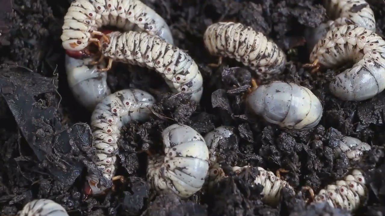 The Fascinating Life Cycle of a Beetle