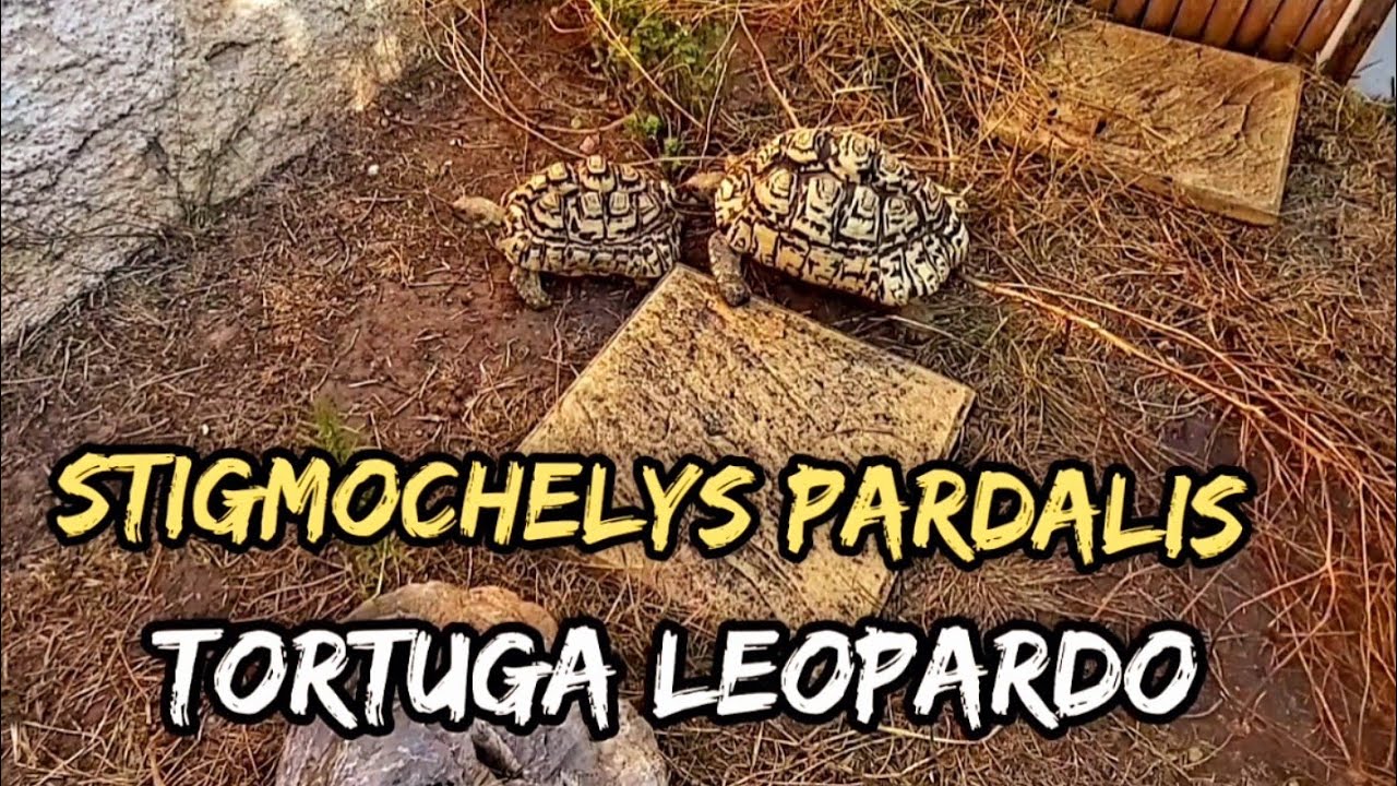 tortuga leopardo pardalis alimentación, recinto exterior y subespecies