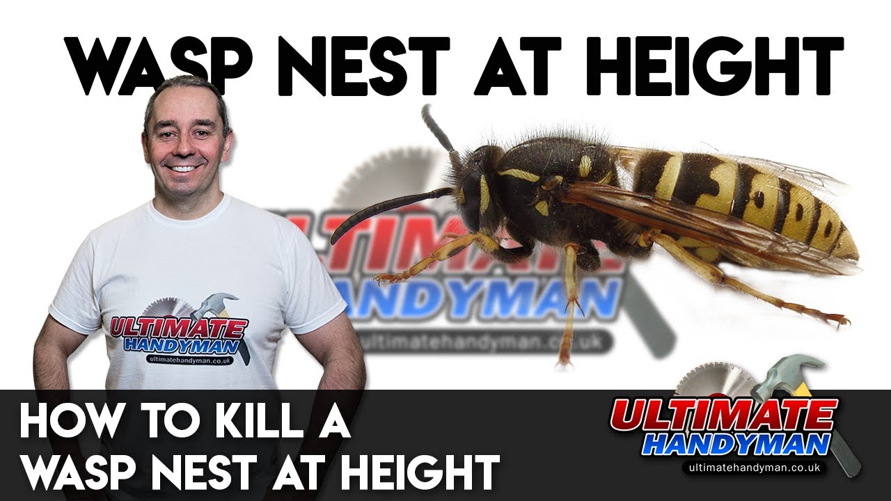 how to kill a wasp nest at height