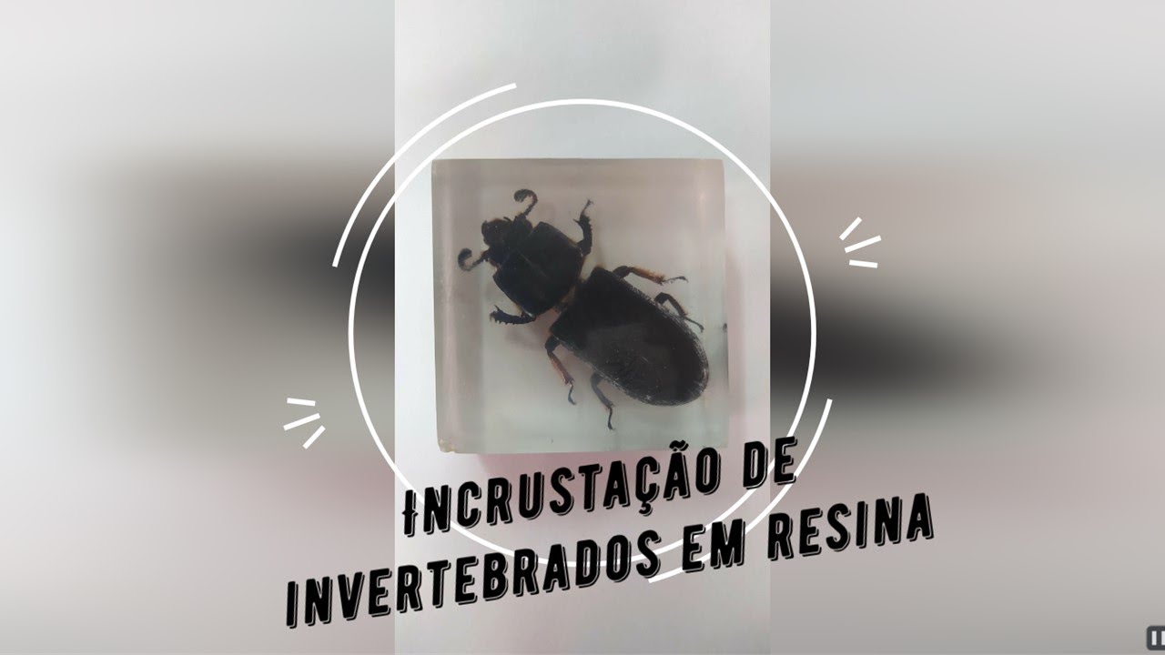 Incrusta&ccedil;&atilde;o de invertebrados em resina