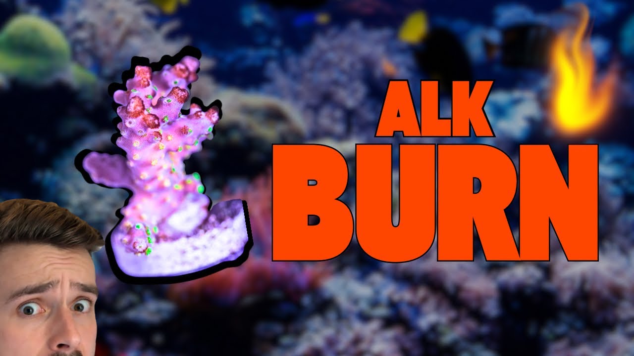 Alkalinity Burn 101: Causes, Signs, and Recovery