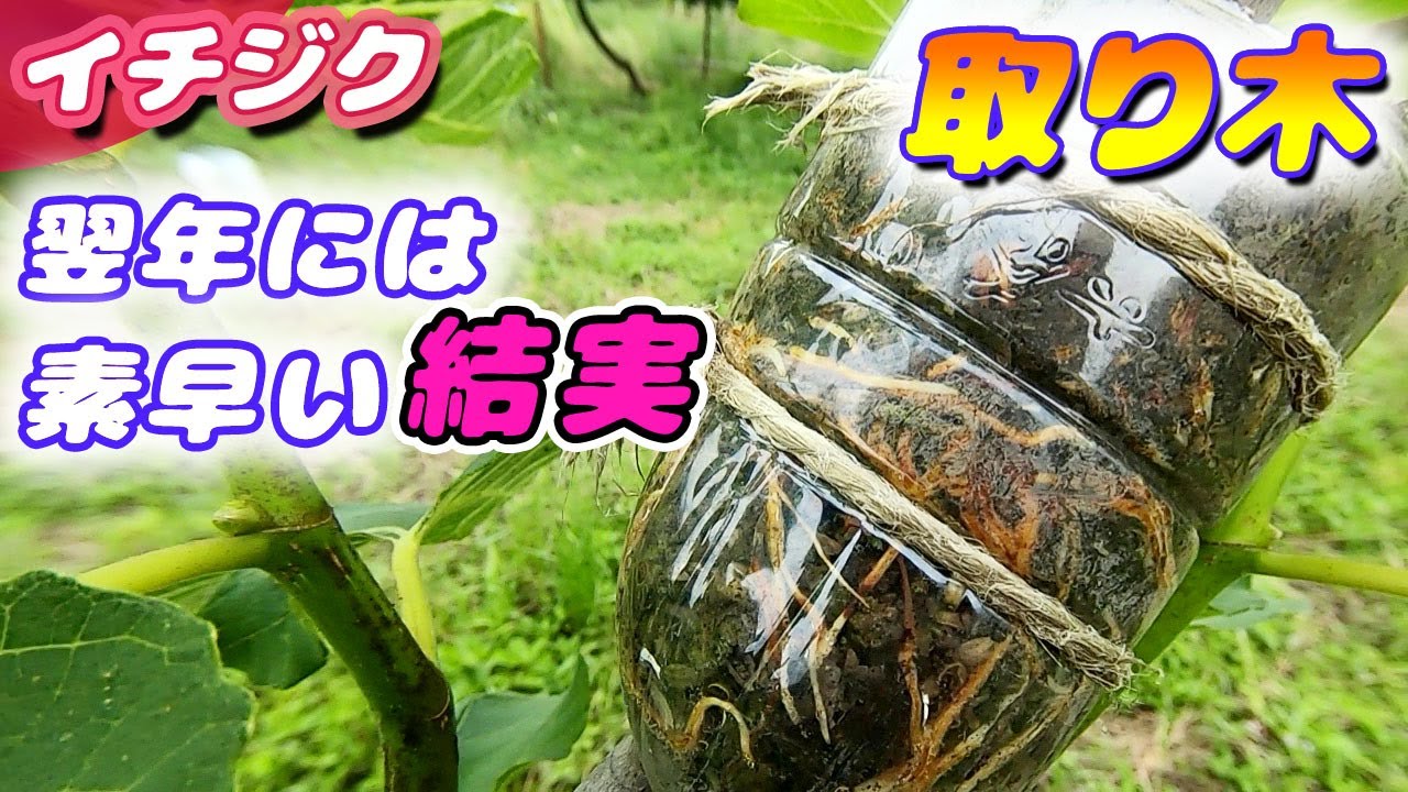 イチジクの取り木の様子と1年後にはスピィーディー結実した様子