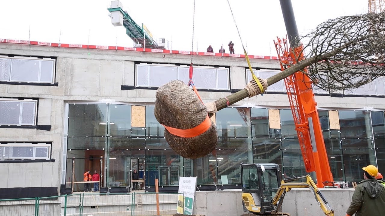 10-Tonnen schwere Eiche schwebt über Hamburg – Baumschule Lorenz von Ehren