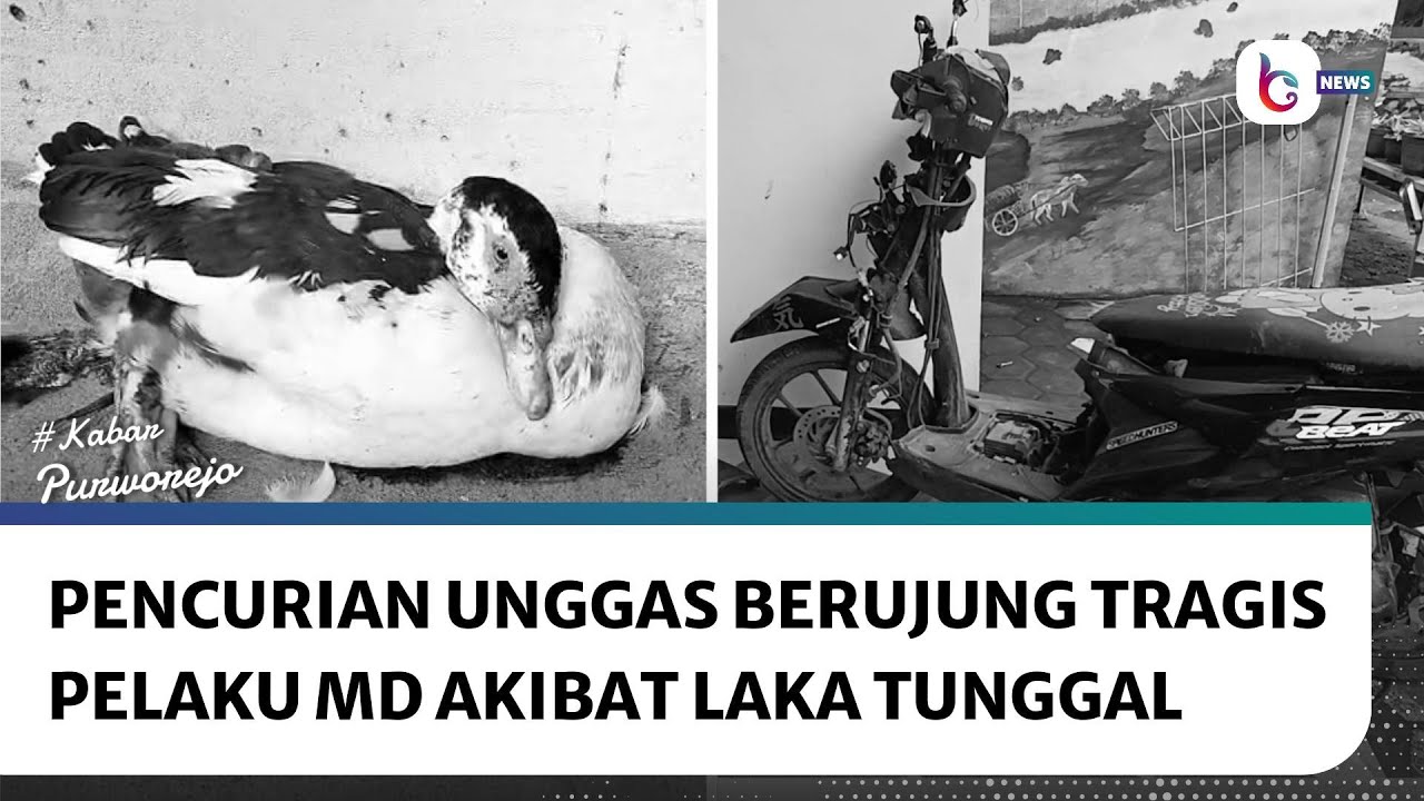 Pencurian Unggas Berujung Tragis, Pelaku MD Akibat Laka Tunggal