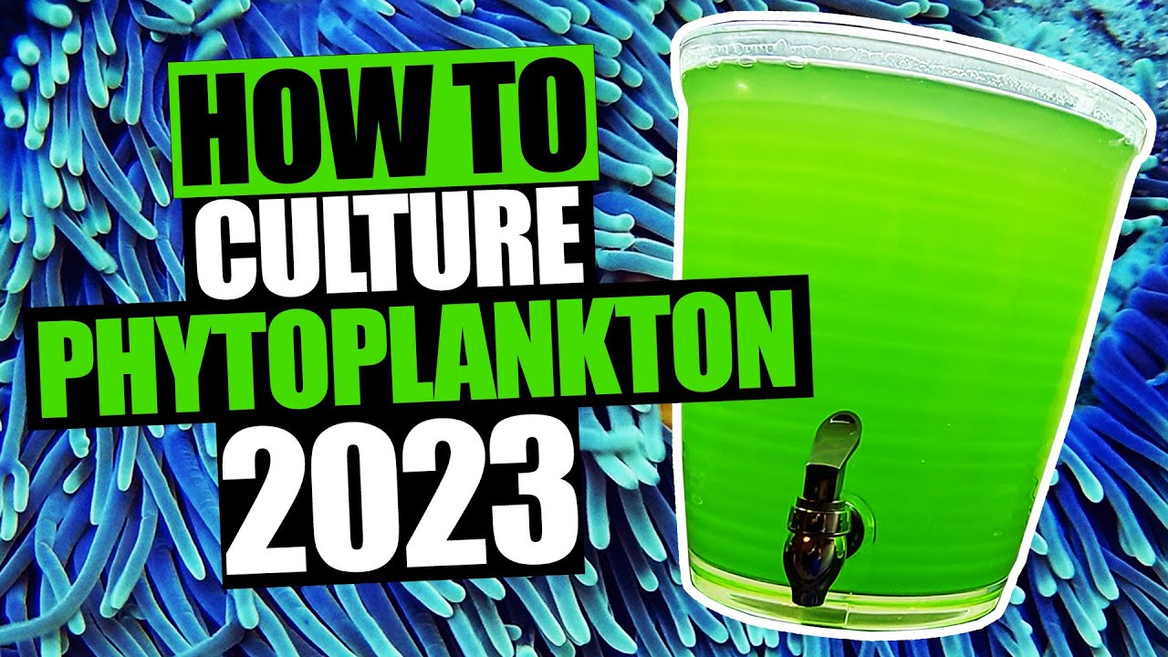 How to Culture Phytoplankton