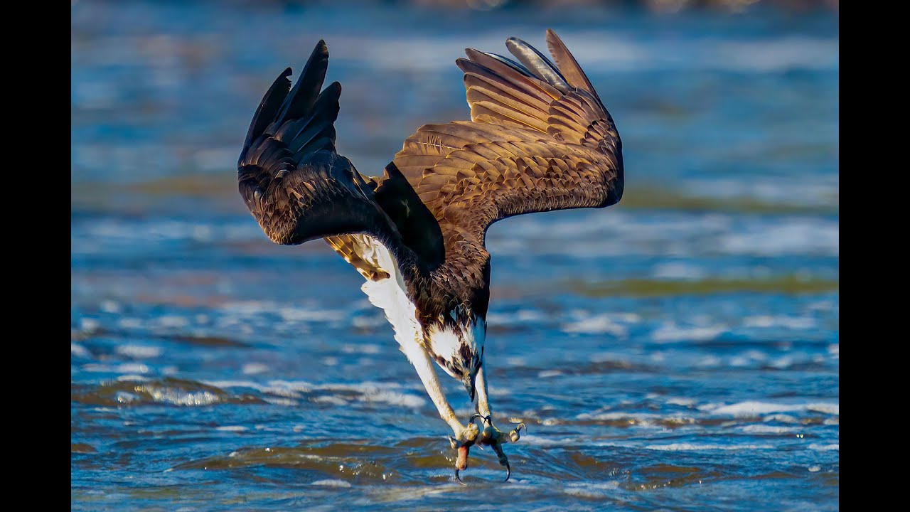 Osprey Feeding Frenzy with Sony A9 and Sony 200-600mm lens along with tips on Focusing Techniques