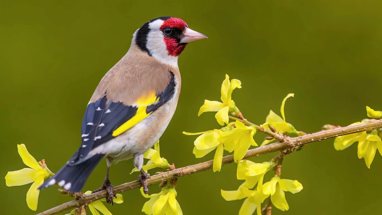 Goldfinch Singing - Amazing Singing