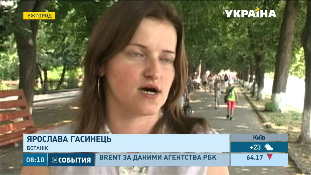 Найдовша в Європі липова алея - 2 кілометри 200 метрів - заквітла в Ужгороді