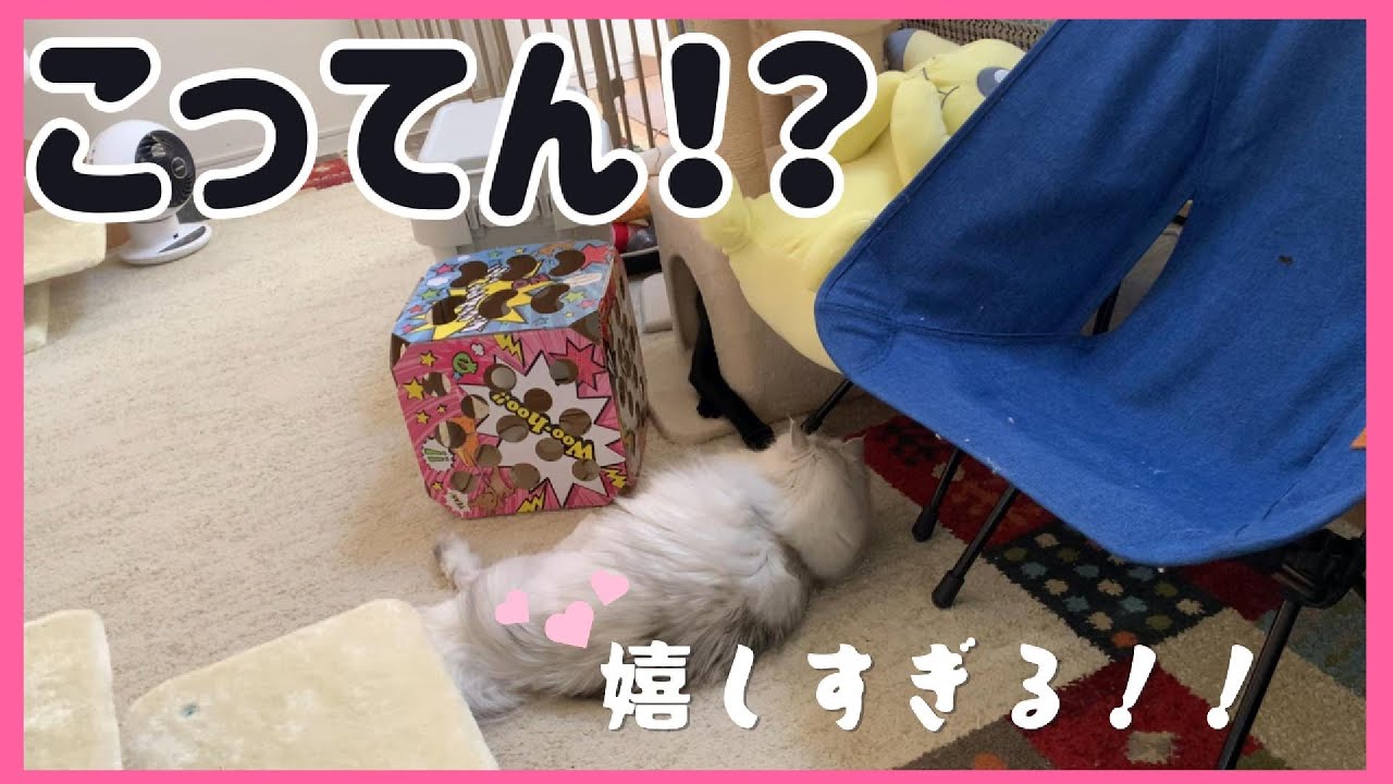怒ったり、優しくしたり、テンション爆上げのパイセン猫が可愛すぎる！