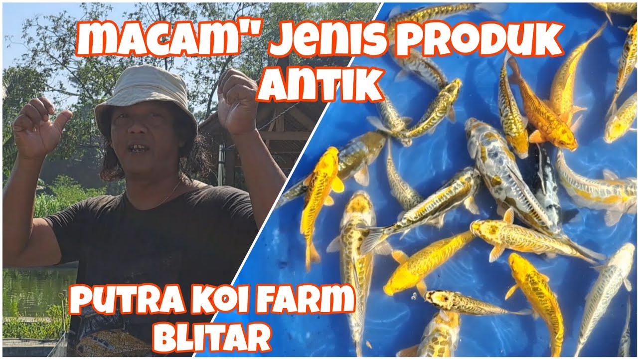 20 Lebih Jenis Aragoke Racing | Putra Koi Farm Blitar