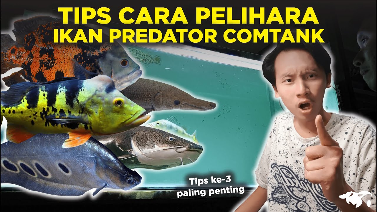 TIPS MUDAH COMTANK IKAN PREDATOR SUPAYA SIMPLE MURAH UNTUK PEMULA, PAKAI MEDIA FILTER APA?