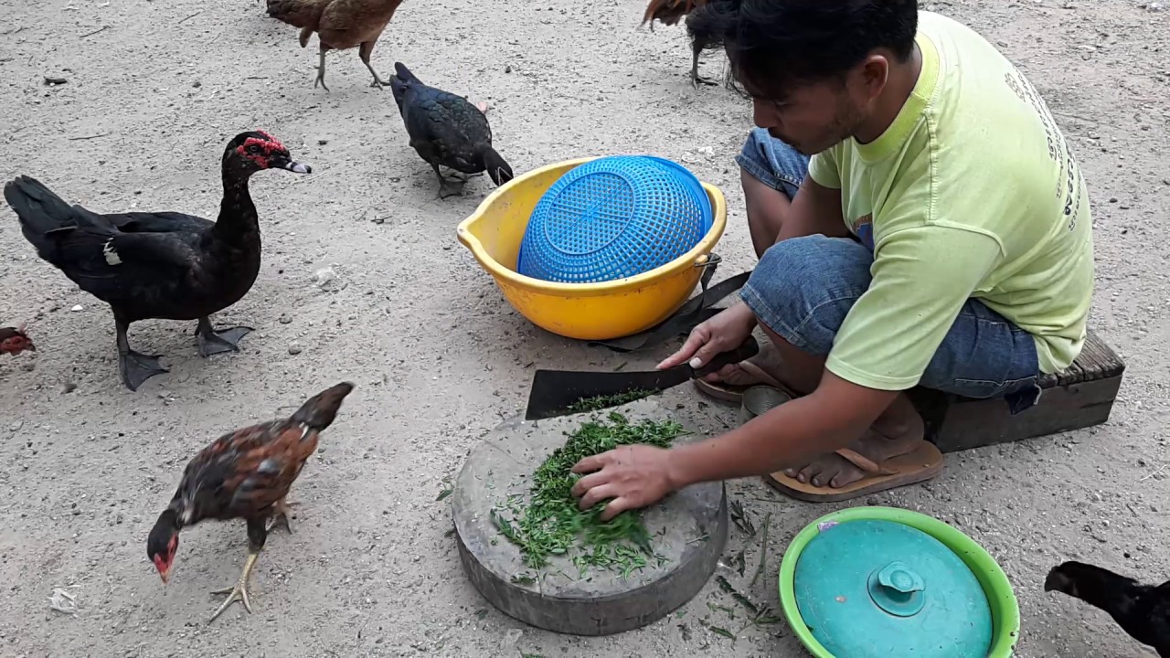 Feed Chicken at Cambodia Agriculture Part#1