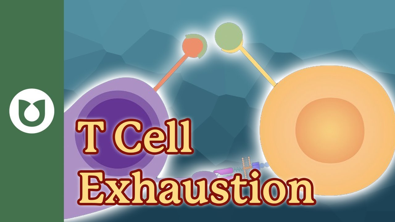 T-Cell Exhaustion in Myeloma- What Happens When T-Cells Burn Out?