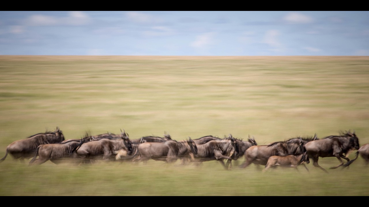 Wildebeest Migration | Mara River Crossing | Tanzania & Kenya