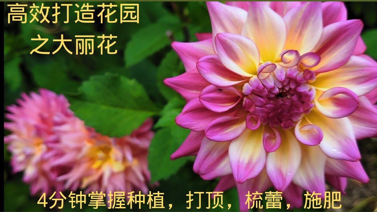 022【J&J花漾年華】【字幕版】8月大丽花高效打造夏季花園， 种植，打顶，舒蕾，花后修剪及施肥， 氮磷钾肥的机理和正确使用  Tips for Growing better Dahlias