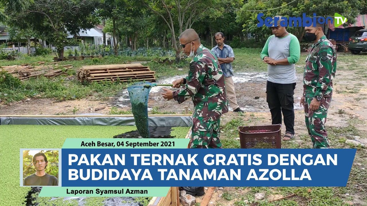 Cara Gratis Dapatkan Pakan Ternak, Belajar Budidaya Azolla di Lhoknga Aceh Besar
