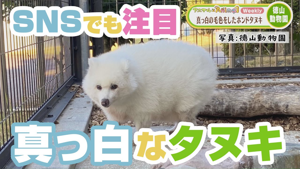 SNSでも注目！真っ白なタヌキ【アニマル×Animal】