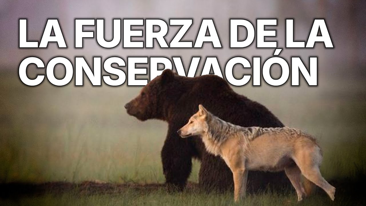 Conservando La Fauna Ibérica | La última frontera salvaje