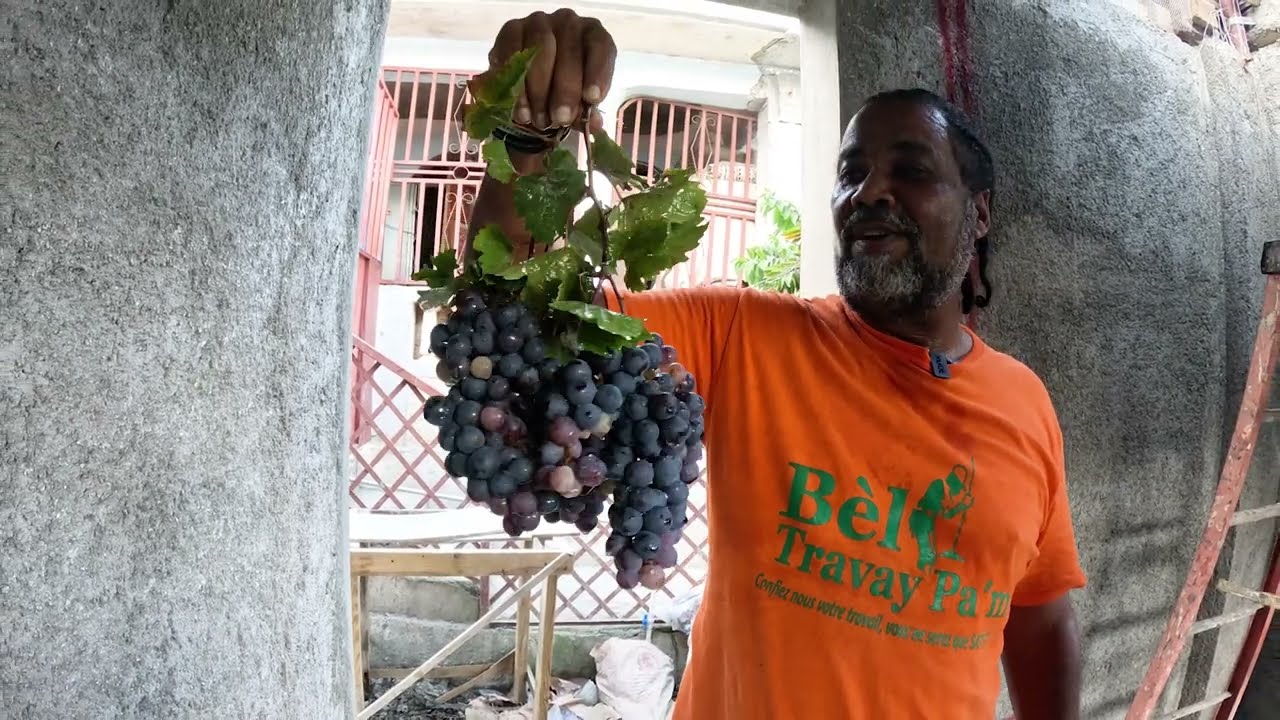 Nou fè anpil Rezen (raisin) an Ayiti.