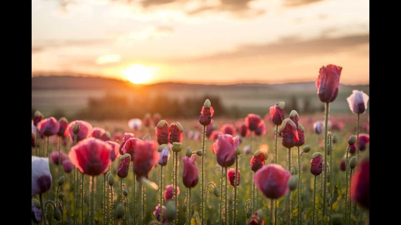 Mohndorf Armschlag – Ein Dorf und seine Blume im Waldviertel