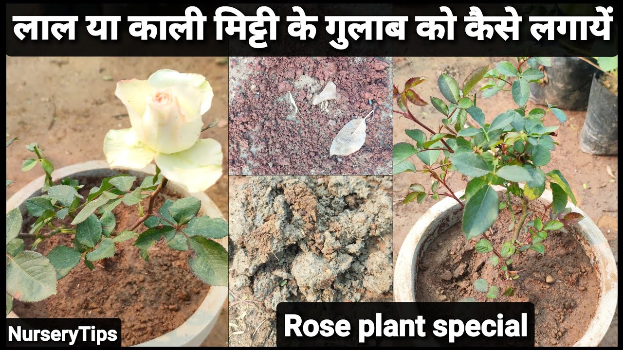 जानिये लाल या काली मिट्टी के गुलाब को कैसे लगायें | Rose plant special | NurseryTips 