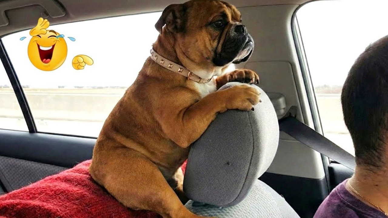 I Asked for a Dog… But Got a Full-Time Comedian Instead 😂🐶 Funniest Dog Moments Ever