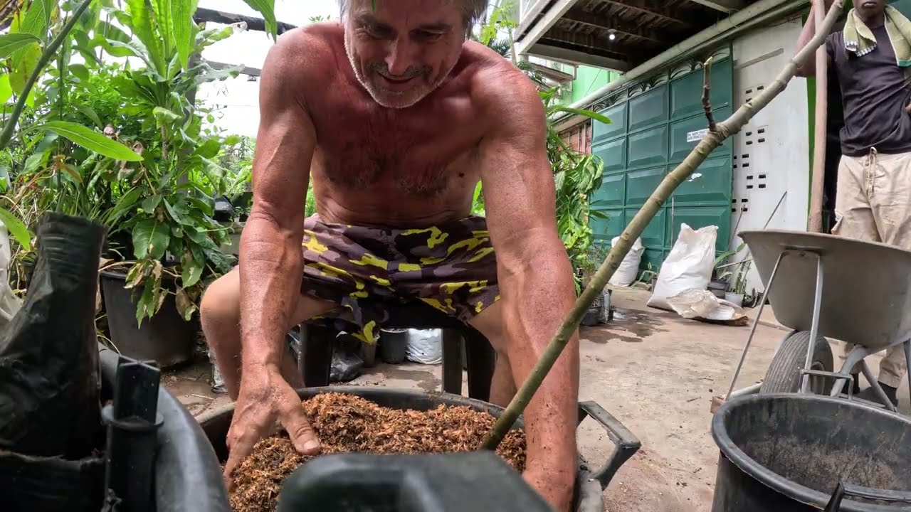 New variety of Tropical Desert fig transplant..