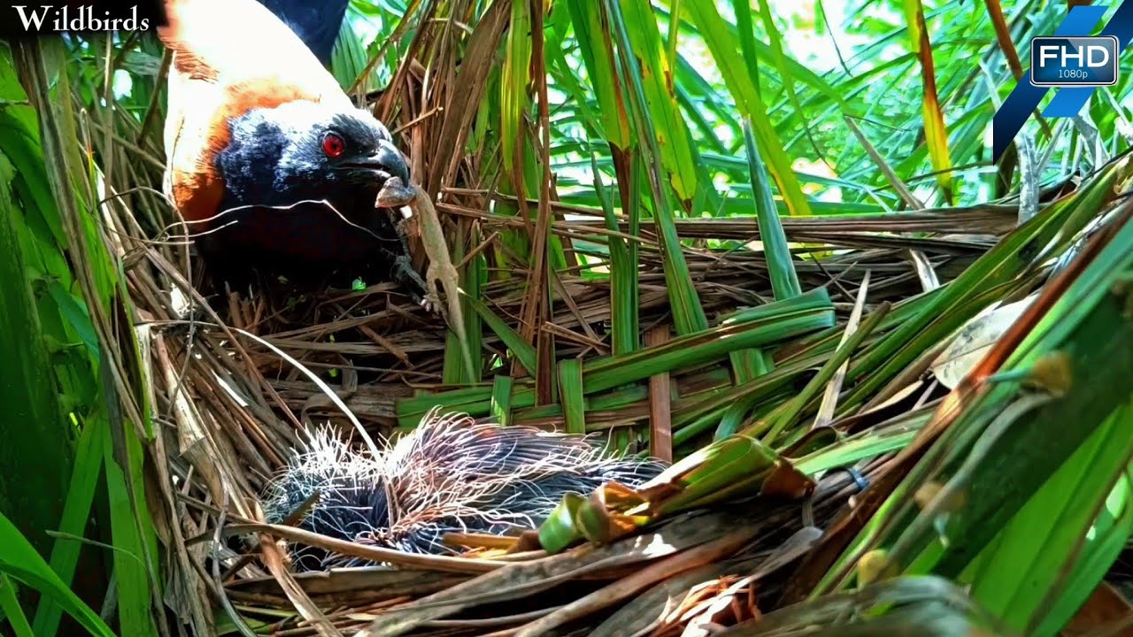 With care, the parent bird calls its sick chick, hoping it will eat.
