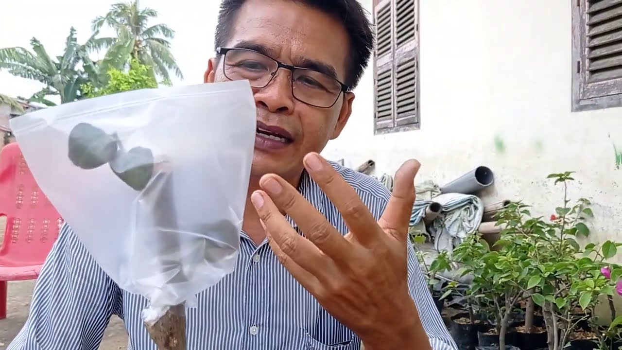 Sambung tunas bougenville yang mudah dan cepat kaluar tunas