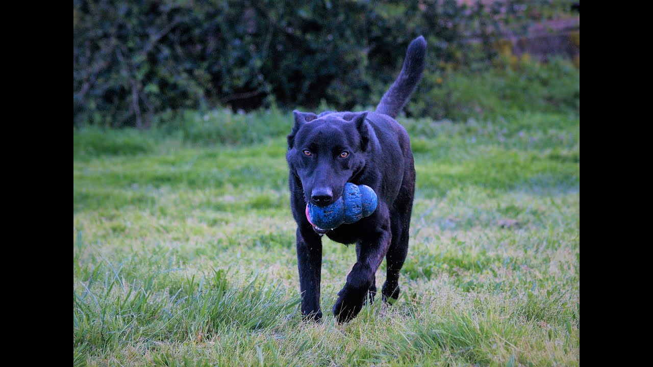Balade avec un chien Thor Des Derniers Centurions et jeux avec Pimba Des Derniers Centurions