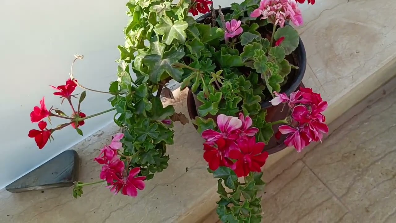 جوله صباحيه وزراعة وردة الصباح 🌹