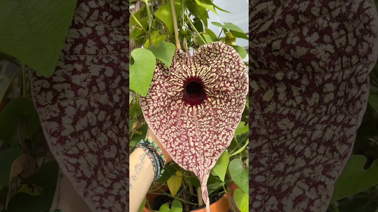 Aristolocha grandiflora fazy kwitnienia #rzadkierośliny #roślinydomowe #roślinytropikalne