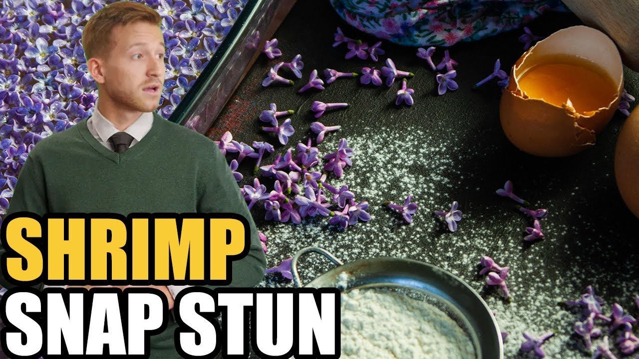 This Tiny Shrimp Fires a Shockwave That Instantly Stuns Fish
