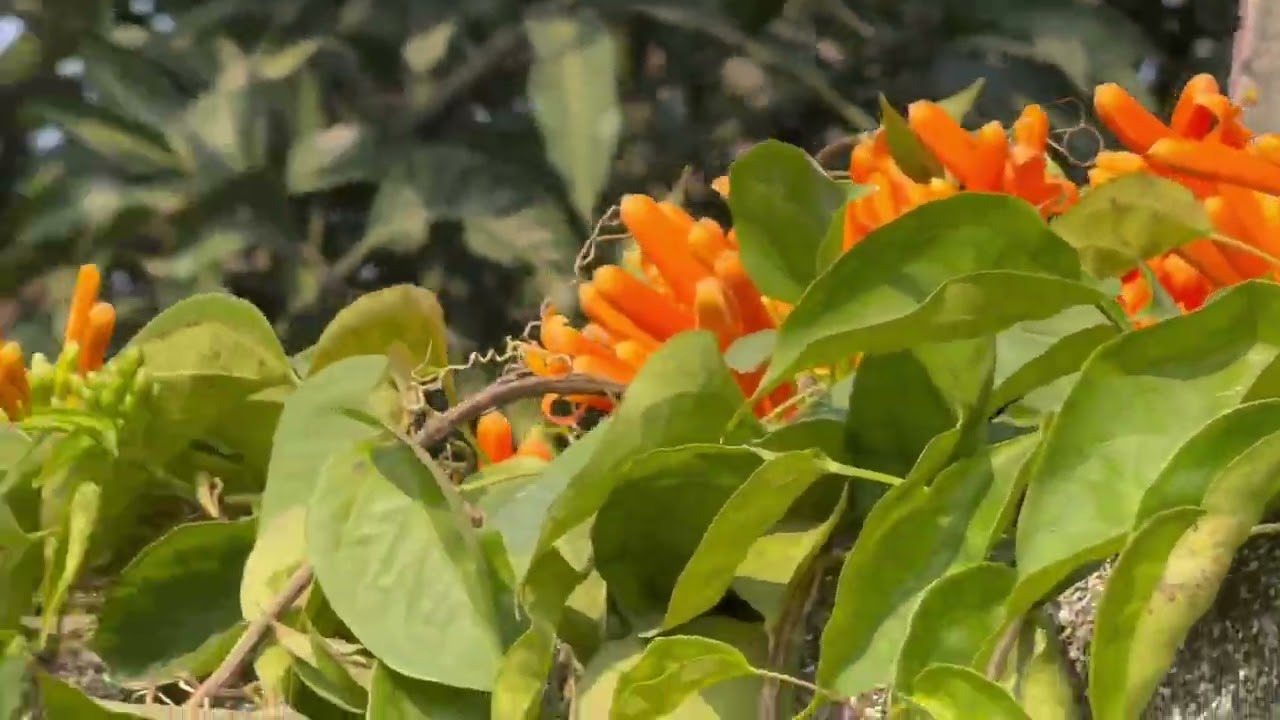 Flame vine climbers for beauty and health