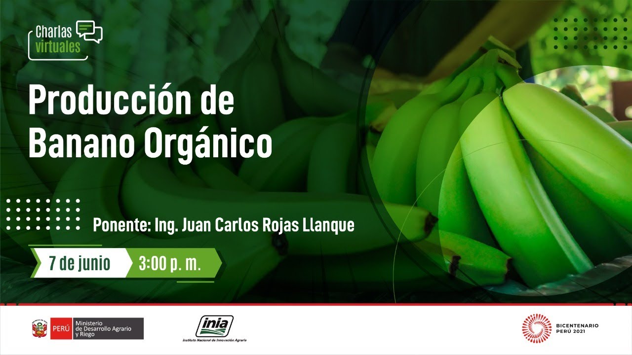 Producción de Banano Orgánico