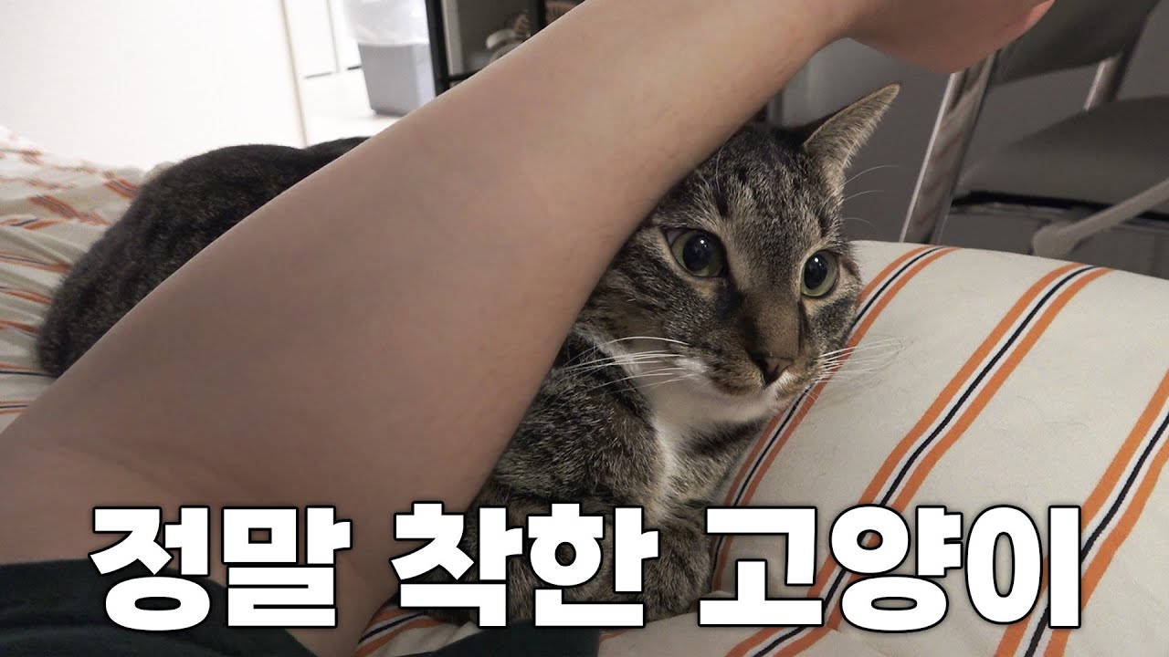 나보다 어른스러운 고양이...