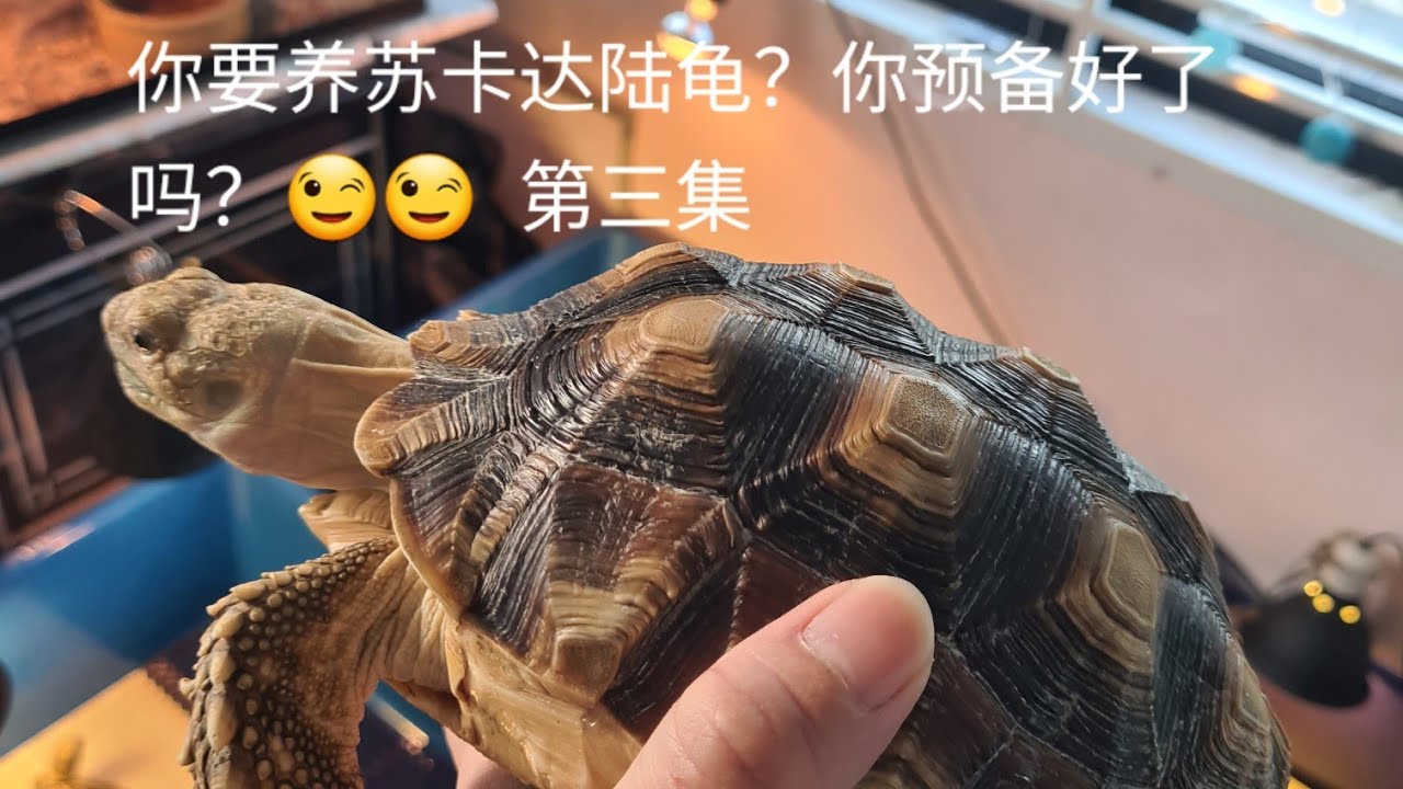 你要养苏卡达陆龟？你预备好了吗？～第三集