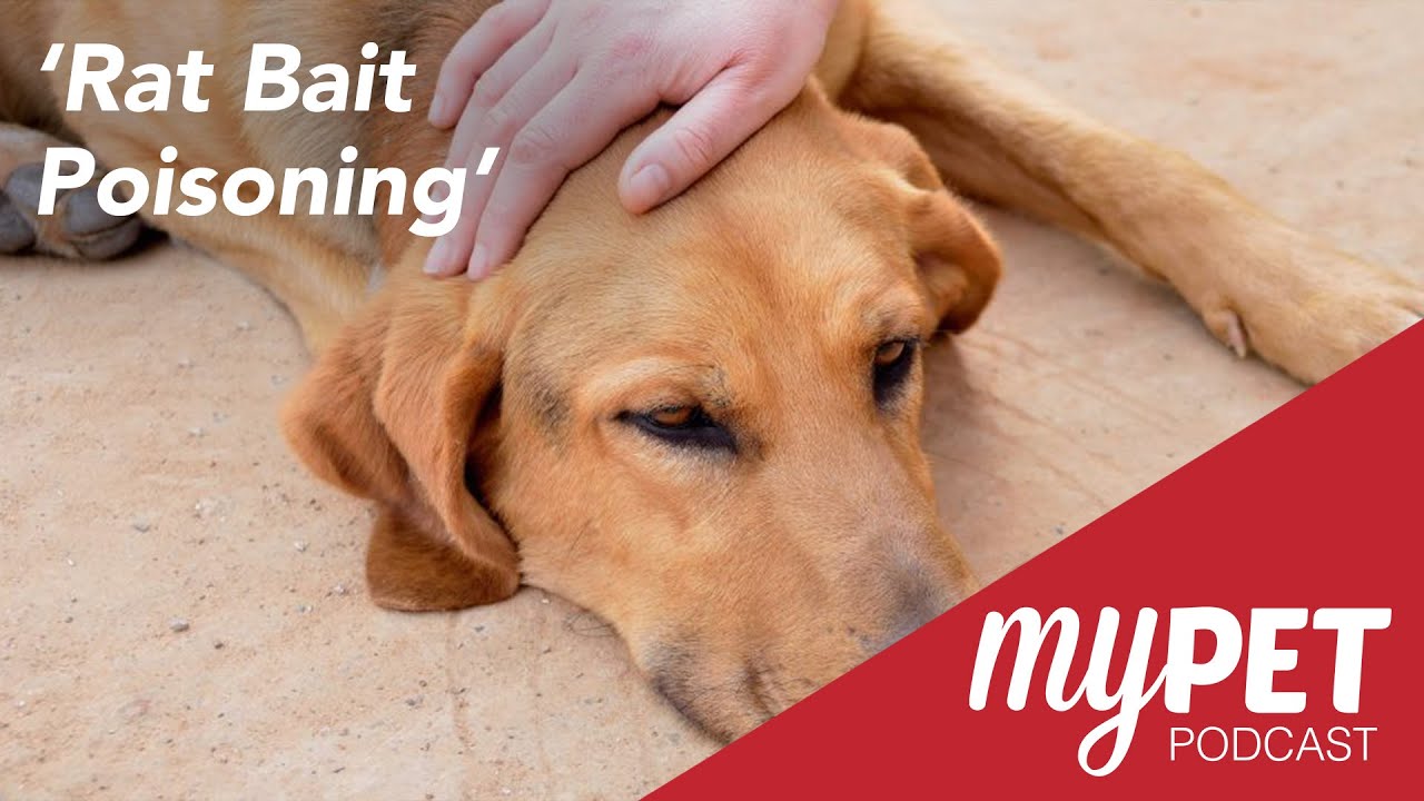 myPET Podcast: Rat Bait Poisoning In Dogs