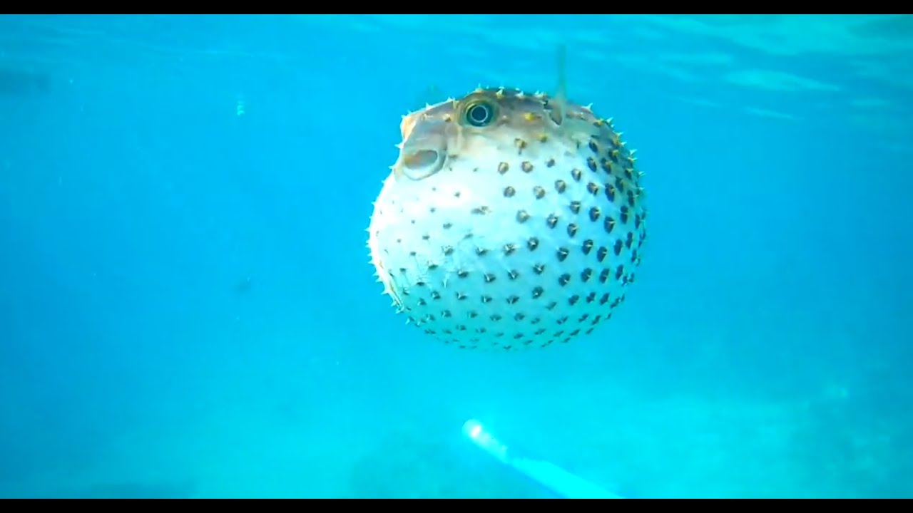 ПЛАВАЮЩИЙ ЯД!!! Ядовитая Фугу / рыба еж / рыба шар (Красное море/ RED SEA, EGYPT 2019)