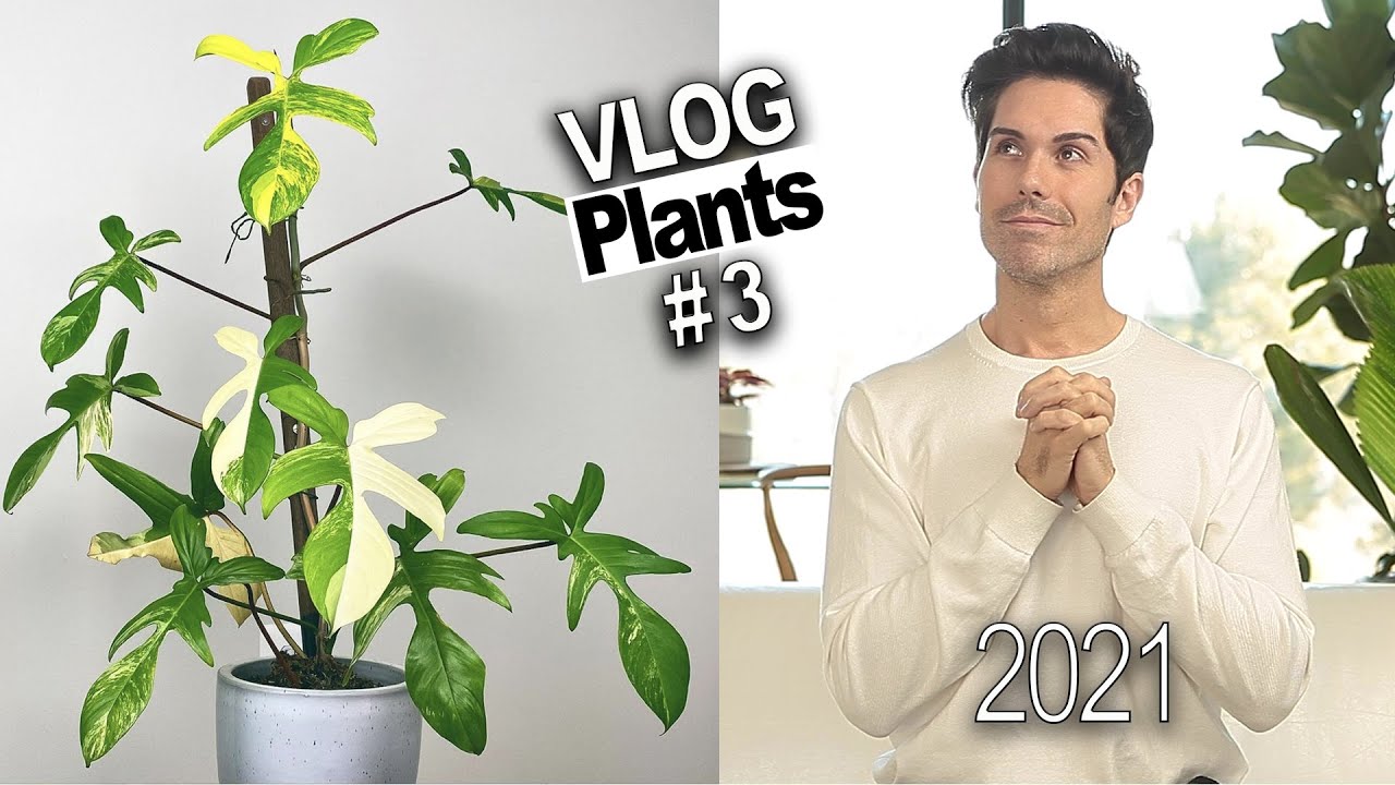 Mi lista de PLANTAS de INTERIOR (raras) que deseo para este 2021 (WISHLIST) ¡este año si! 😊🚀