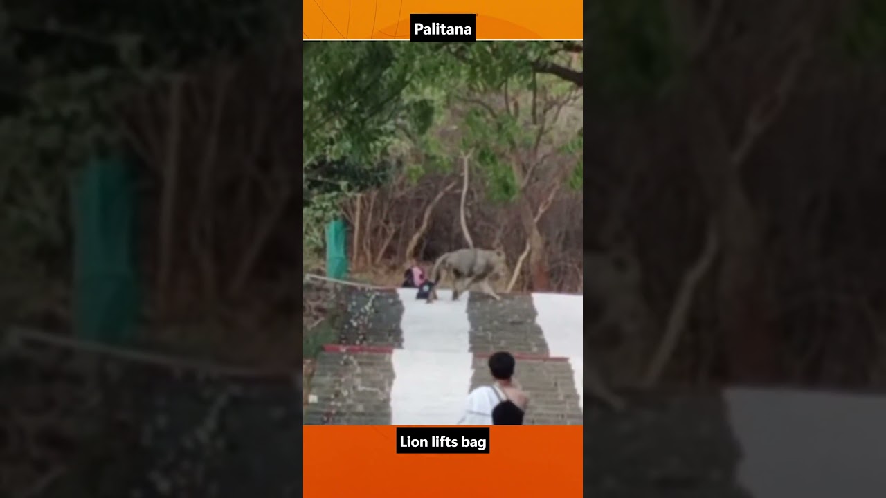 Lion lifts Pilgrim's Bag at Shetrunjay Hills in Palitana, Gujarat