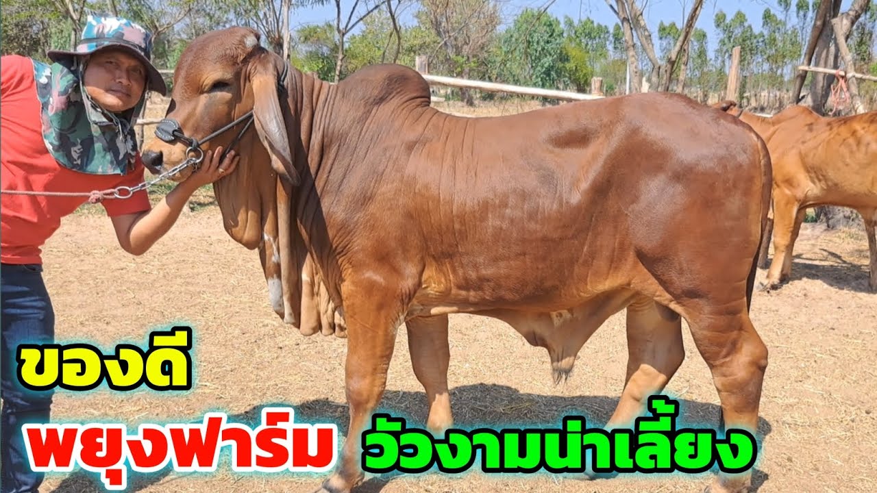ของดี‼️พยุงฟาร์ม วัวงามน่าเลี้ยง ชุดนี้บอกเลย แจ่มๆทั้งนั้น รีบเลือกชมได้เลย