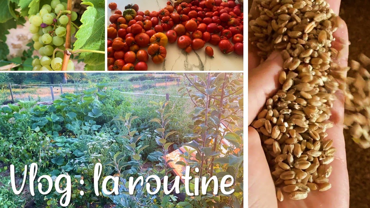 Sécheresse et préparer l'hiver : bocaux, rentrer le foin, rentrer le grain...