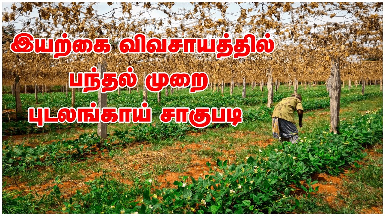 இயற்கை விவசாயத்தில் பந்தல் முறை புடலங்காய் சாகுபடி | இயற்கை விவசாயம் | பல்லுயிர்