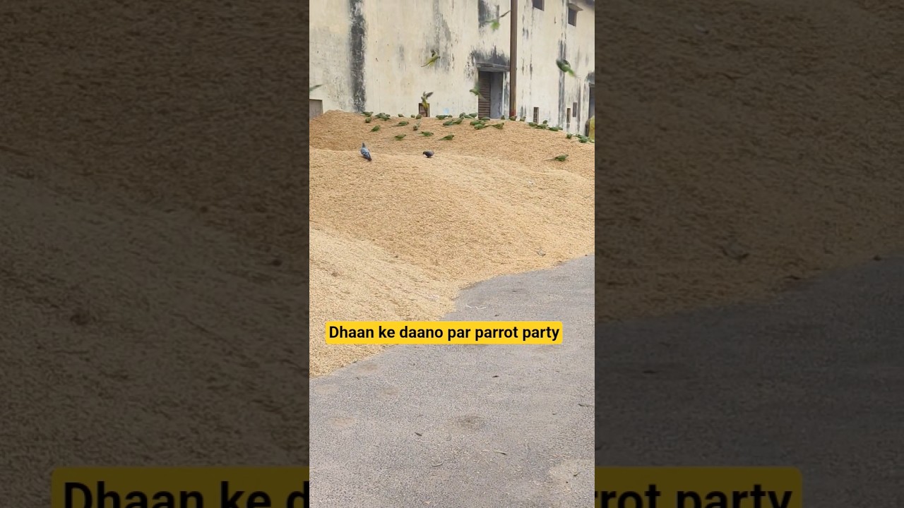 Dhaan ke daano par parrot party!parrot l parrot sound l parrot talking l  l parrot video
