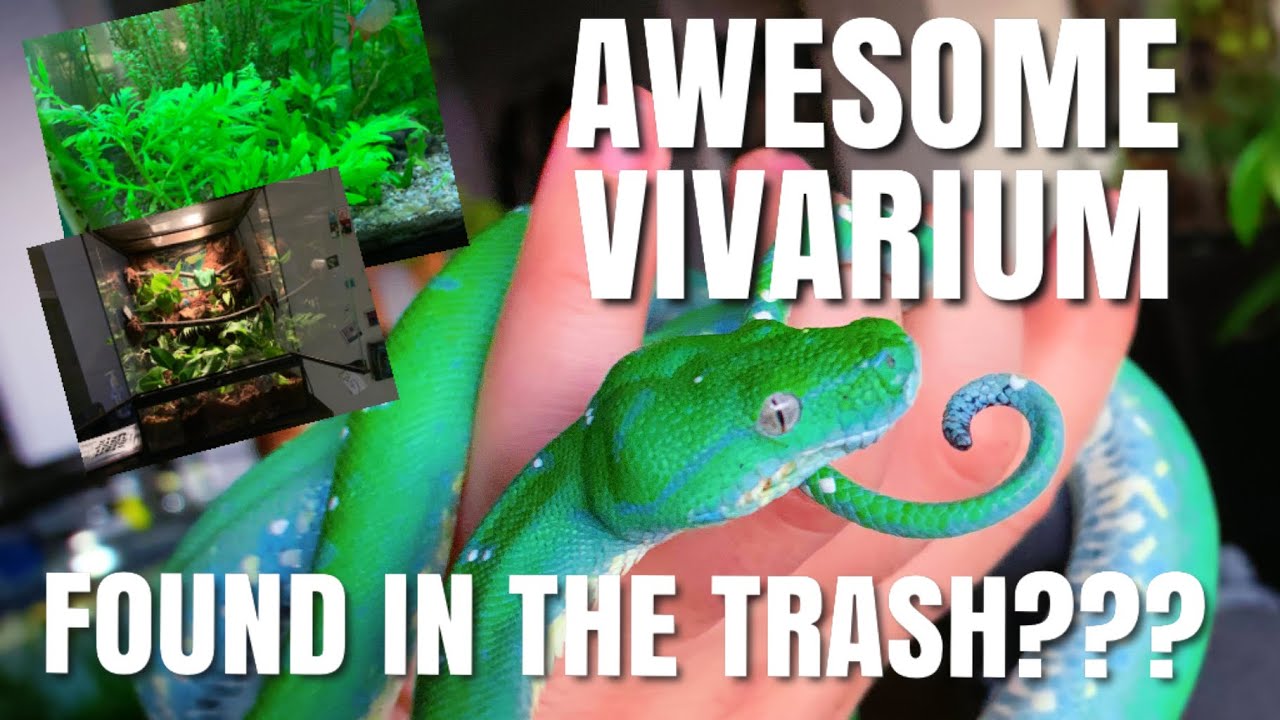 ALL MY NEW BIOACTIVE VIVARIUMS + SNAKE FEEDINGS (no live)