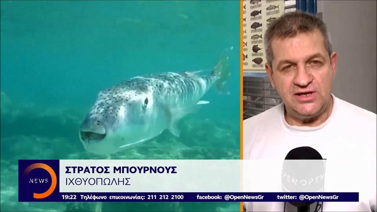 Νέα επίθεση λαγοκέφαλου στην Κρήτη - Κεντρικό Δελτίο 2/8/2019 | OPEN TV